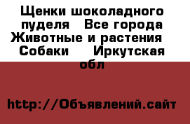 Щенки шоколадного пуделя - Все города Животные и растения » Собаки   . Иркутская обл.